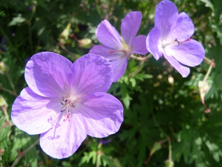 Fonds d'cran Nature Fleurs de belle violettes ensoleilles