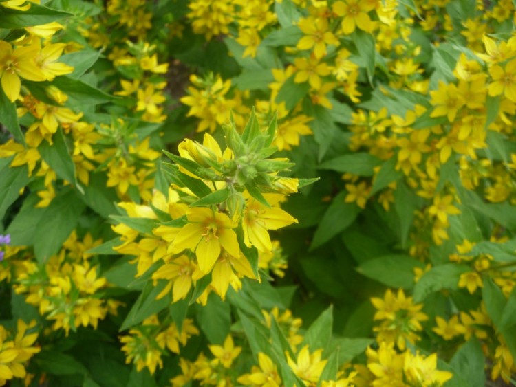 Fonds d'cran Nature Fleurs que du jaune