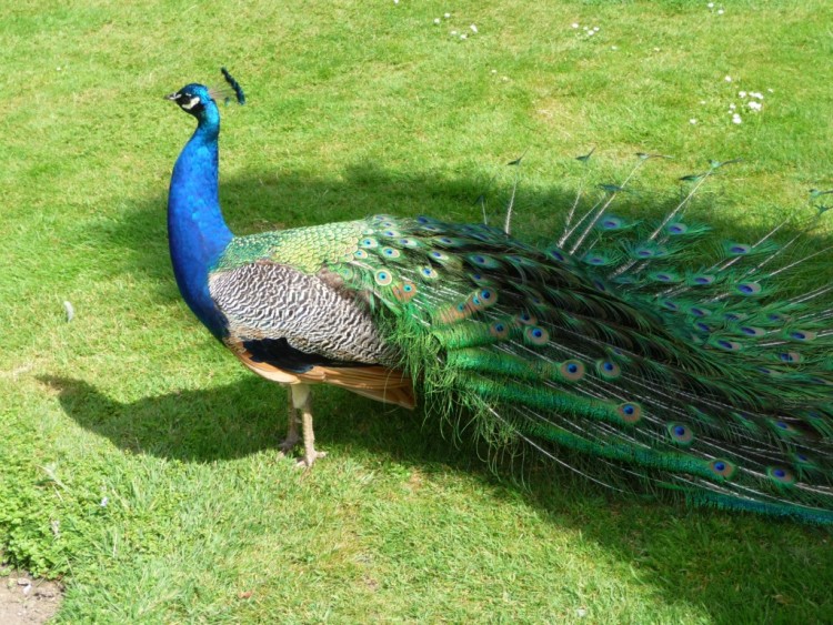 Fonds d'cran Animaux Oiseaux - Paons on dirait une marie