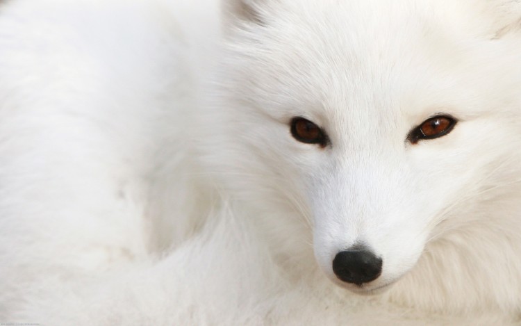 Wallpapers Animals Foxes Snow Fox