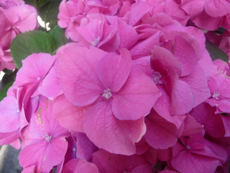 Fonds d'cran Nature Fleurs on dirait des volants 