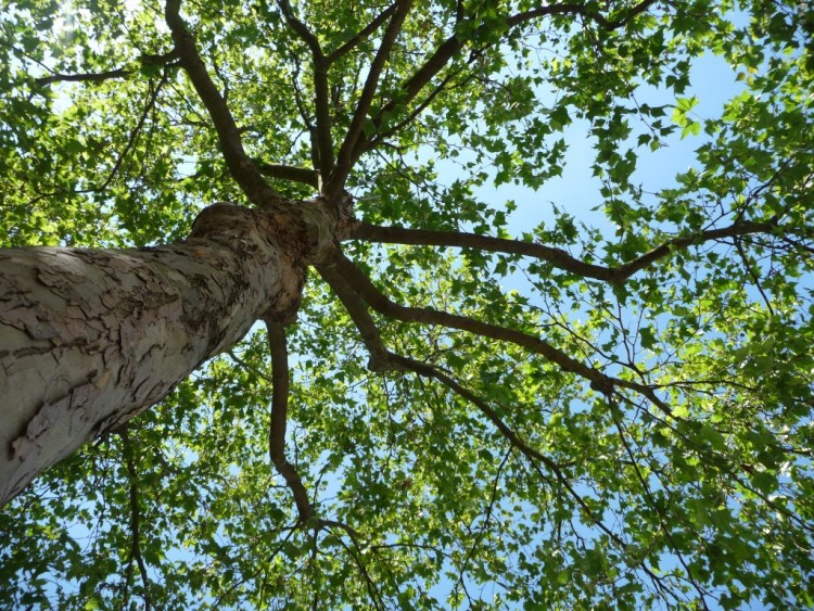 Wallpapers Nature Trees - Forests au coeur de l'arbre