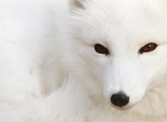 Wallpapers Animals Snow Fox