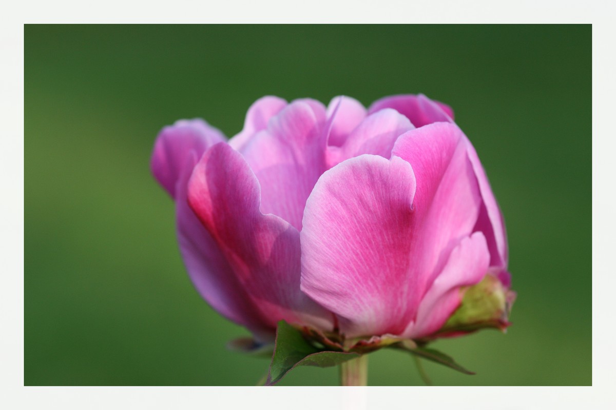 Fonds d'cran Nature Fleurs 