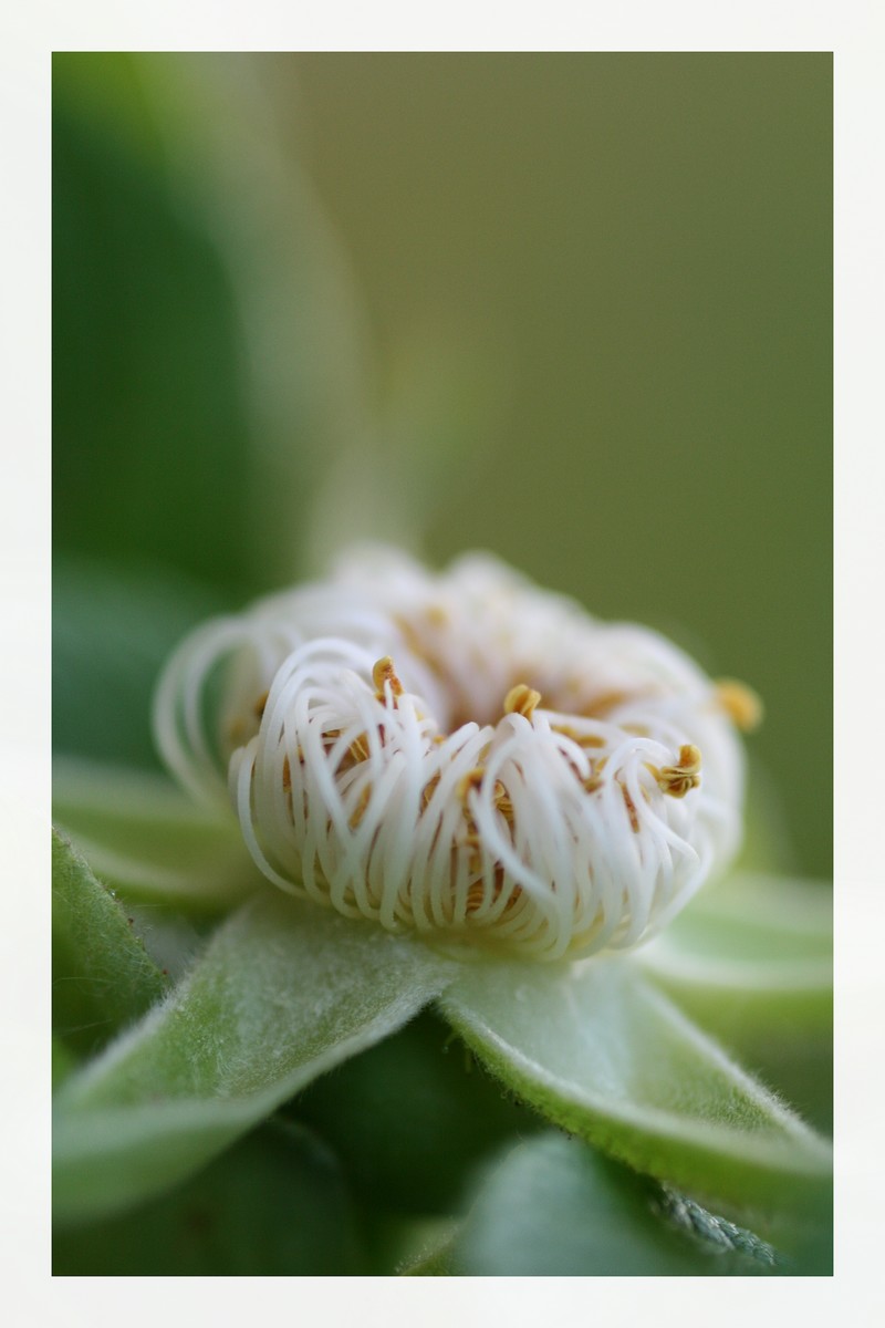 Fonds d'cran Nature Fleurs 