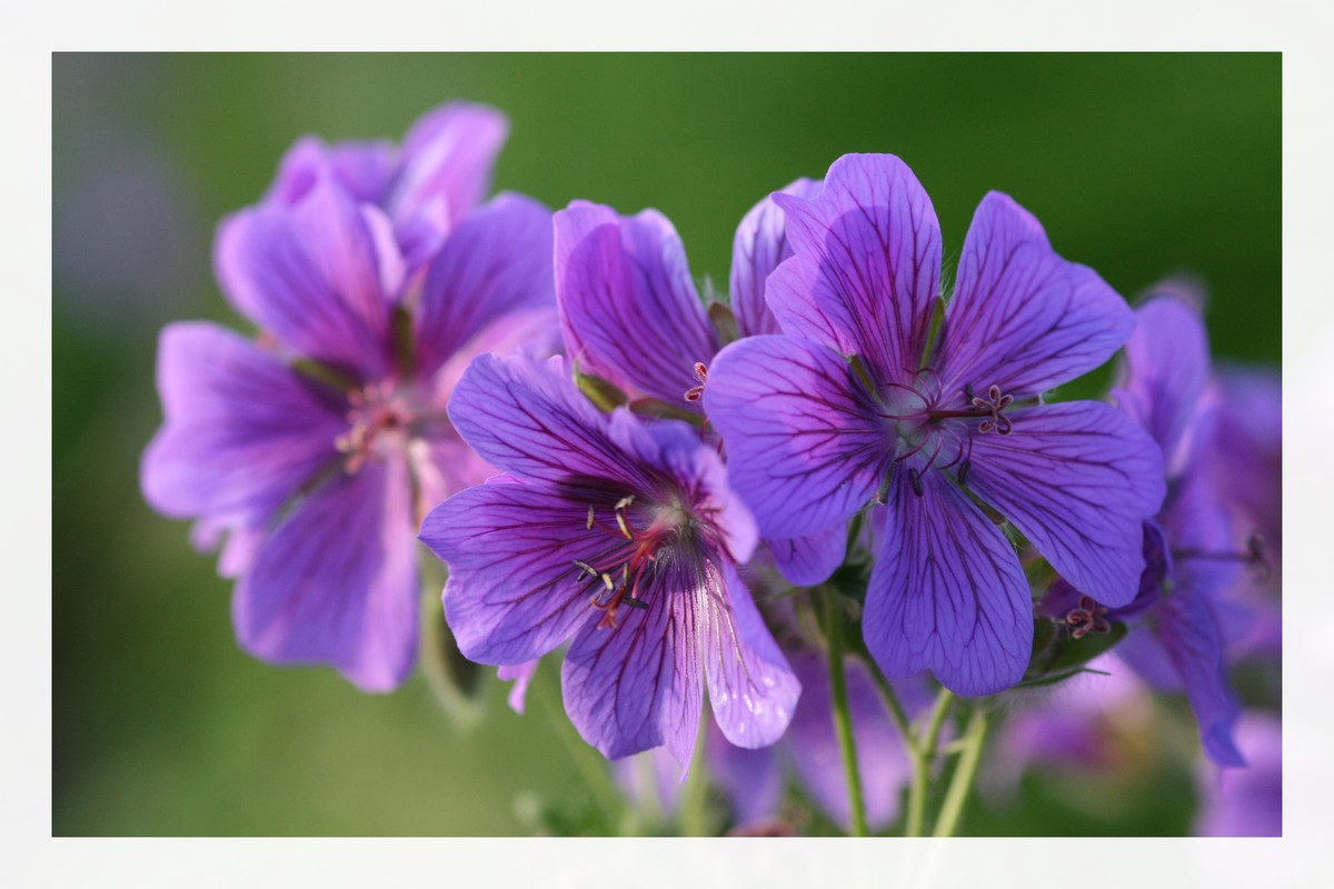 Fonds d'cran Nature Fleurs 