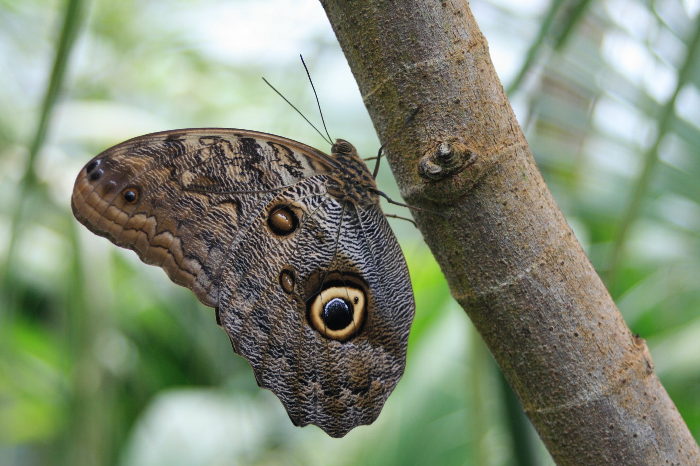 Wallpapers Animals Insects - Butterflies oeil jaune