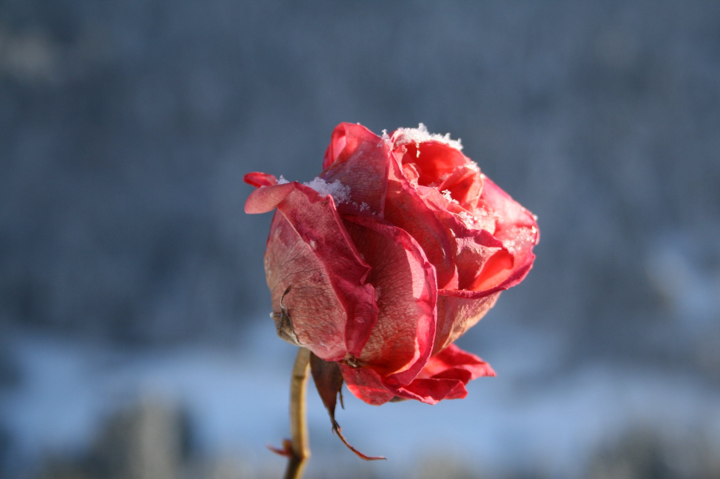 Fonds d'cran Nature Fleurs Rose et neige