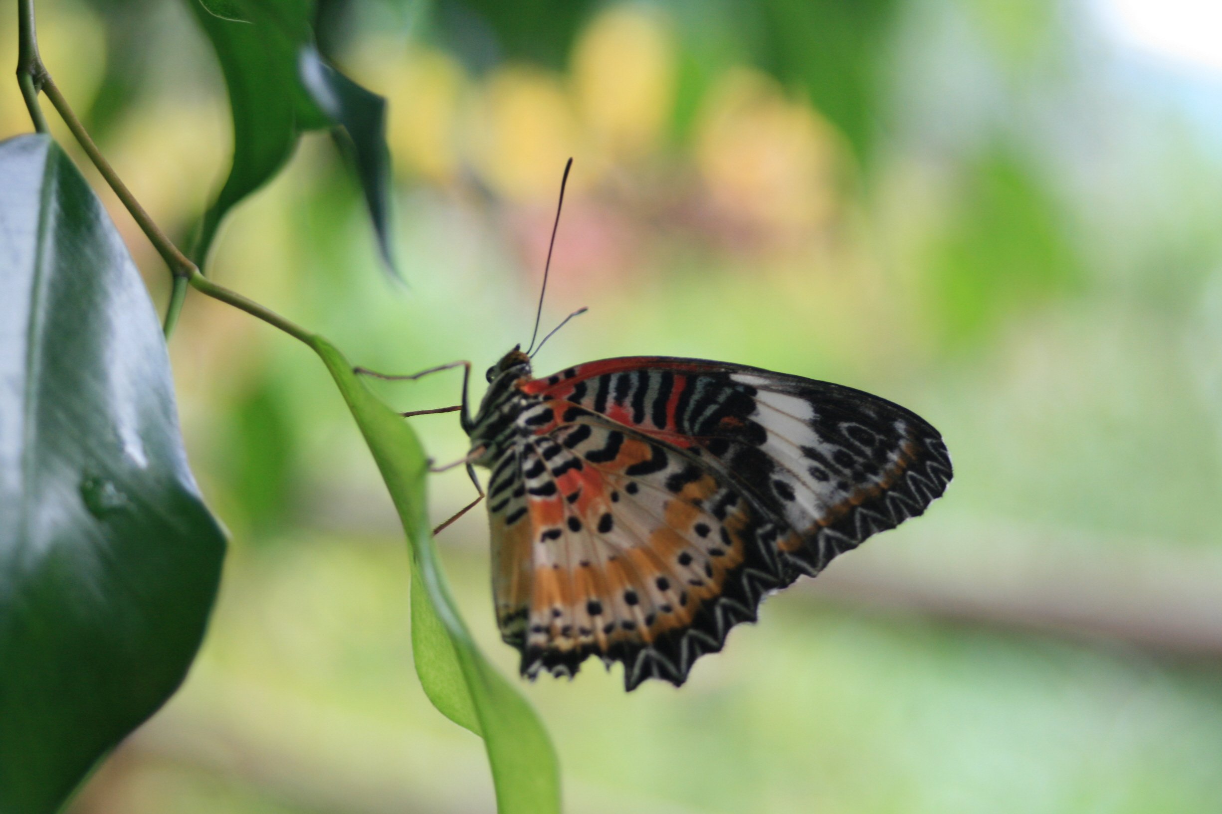 Wallpapers Animals Insects - Butterflies beaut orange