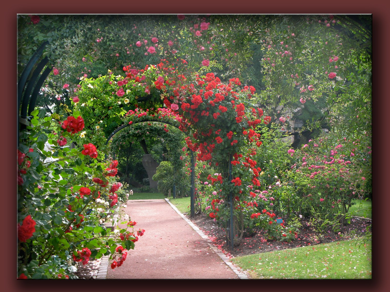 Wallpapers Nature Flowers roses