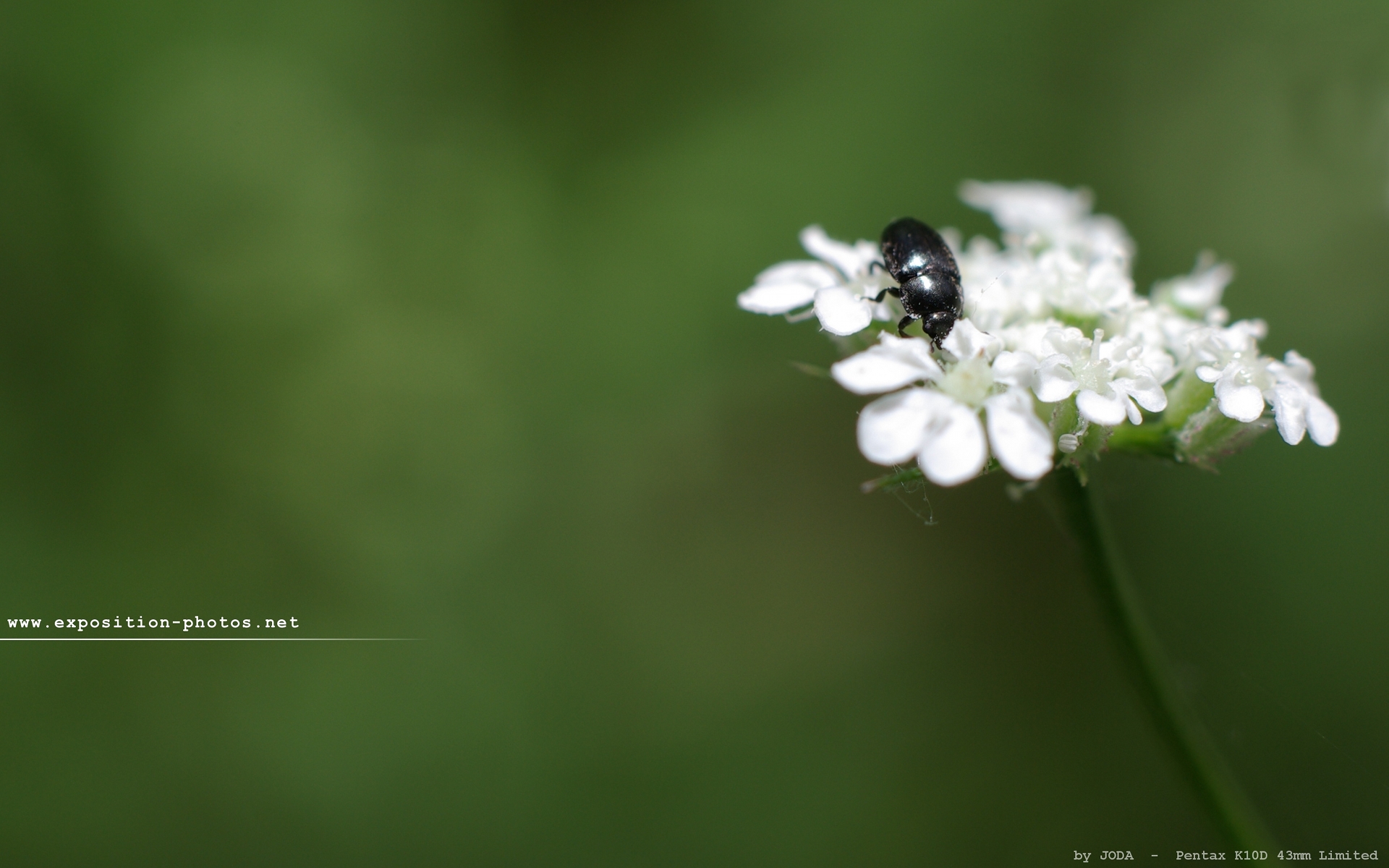 Wallpapers Nature Flowers Insecte noir sur lit de ptales