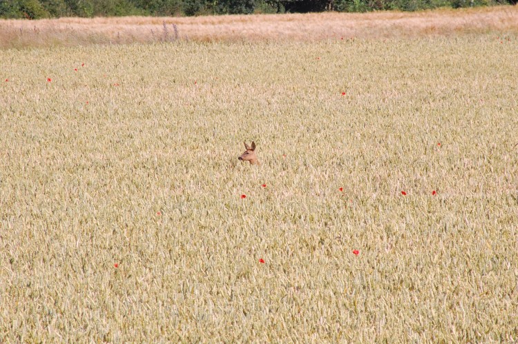 Fonds d'cran Animaux Cervids un regard dans le bl