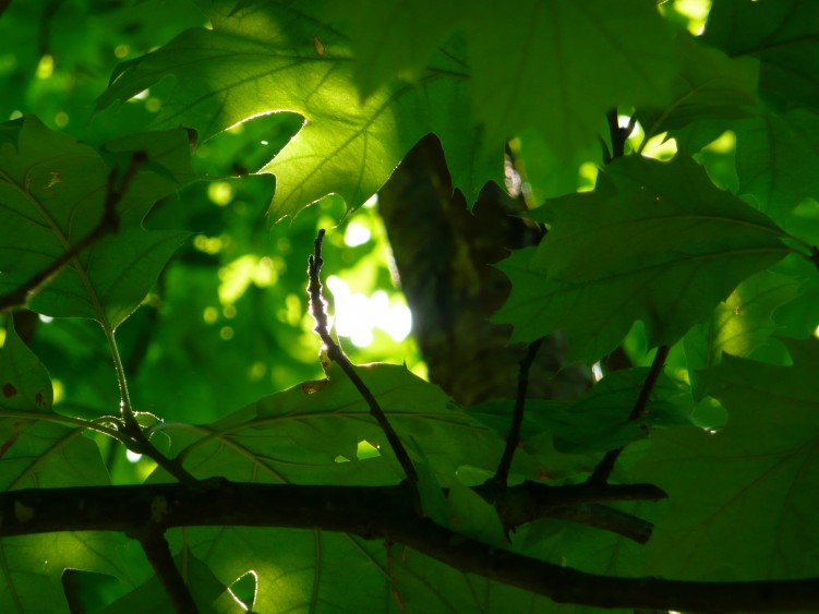 Wallpapers Nature Leaves - Foliage Perce lumineuse