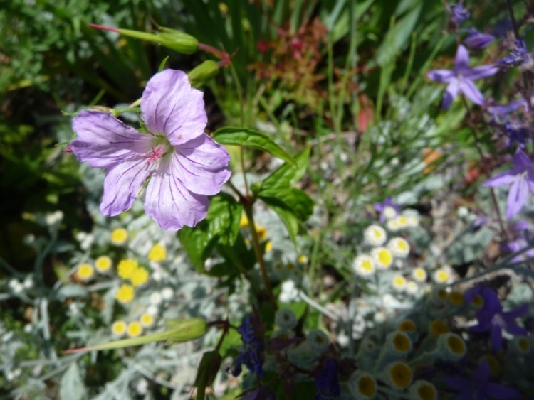 Wallpapers Nature Flowers une fleur dans la rocaille 