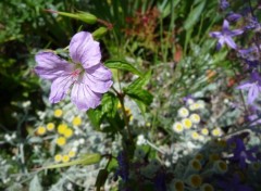 Wallpapers Nature une fleur dans la rocaille 