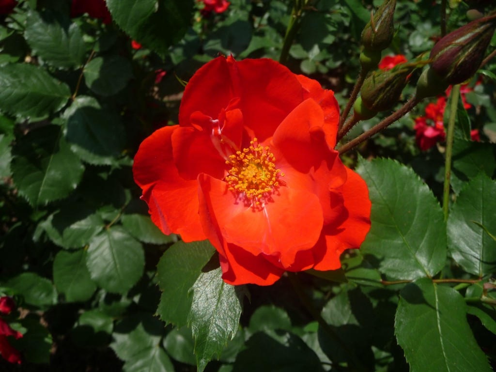 Fonds d'cran Nature Fleurs un si beau rouge