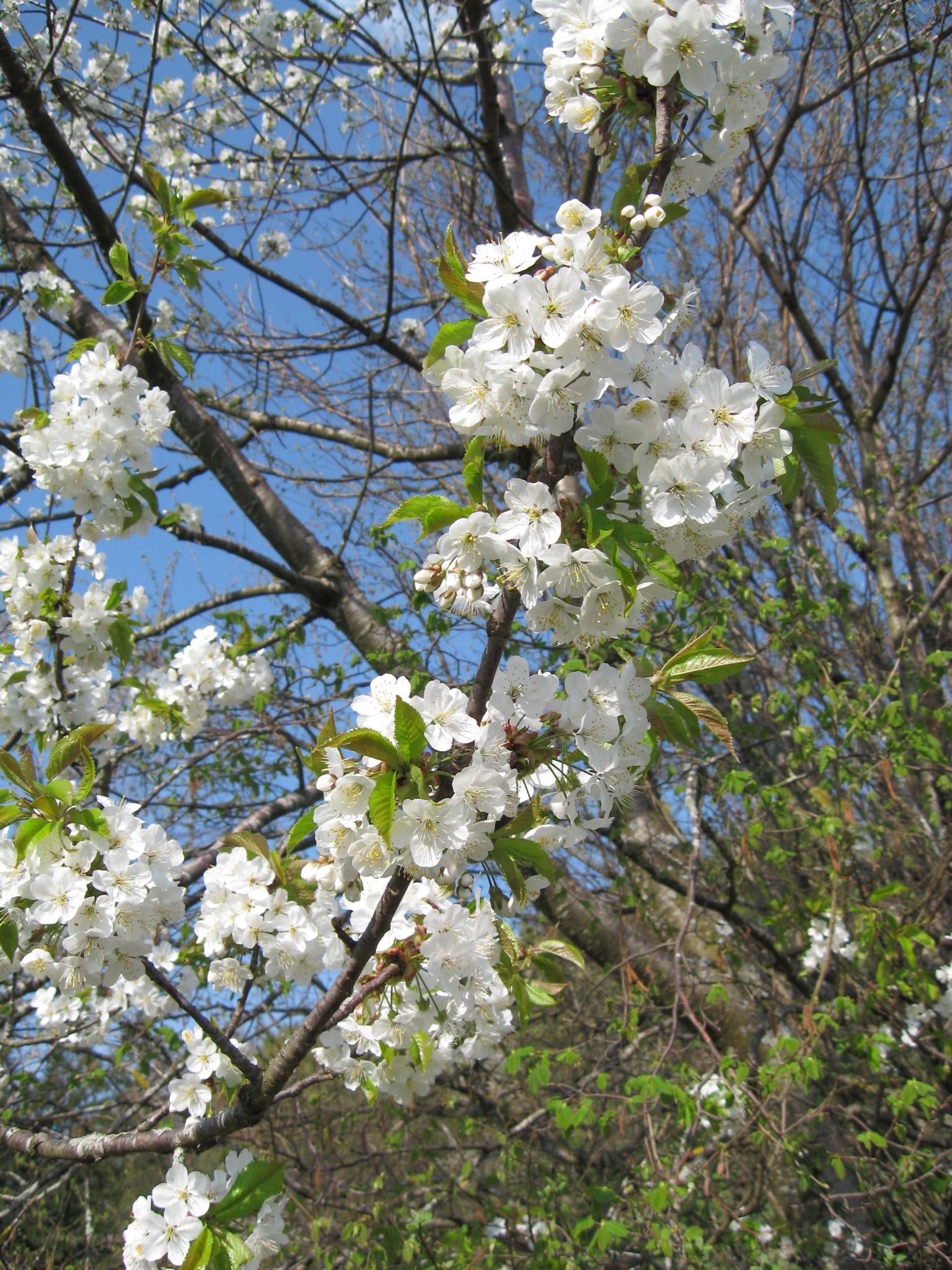 Fonds d'cran Nature Arbres - Forts 