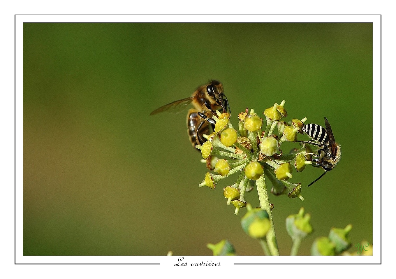 Fonds d'cran Animaux Insectes - Abeilles Gupes ... Les ouvrires