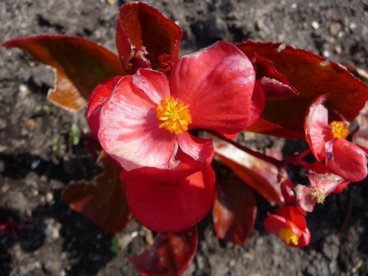 Fonds d'cran Nature Fleurs un contraste saisissant