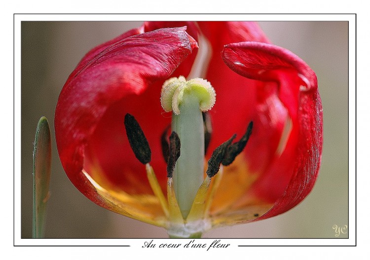 Fonds d'cran Nature Fleurs Au coeur d'une fleur