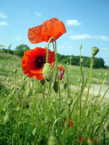 Fonds d'cran Nature Fleurs coquelicots