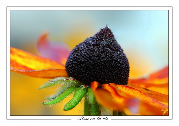 Fonds d'cran Nature Fleurs Ainsi va la vie