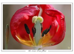 Fonds d'cran Nature Au coeur d'une fleur