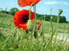 Wallpapers Nature coquelicots