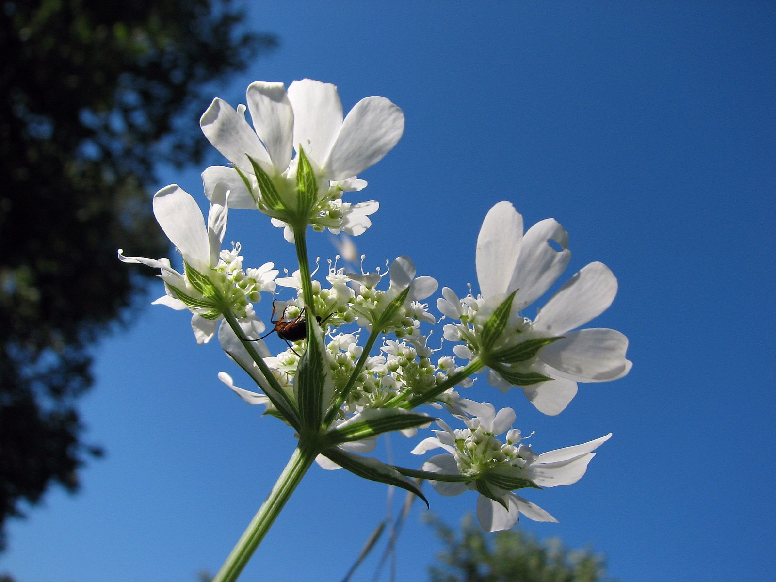 Wallpapers Nature Flowers orlaya