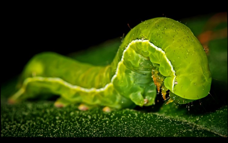 Fonds d'cran Animaux Insectes - Chenilles Estomac sur pattes