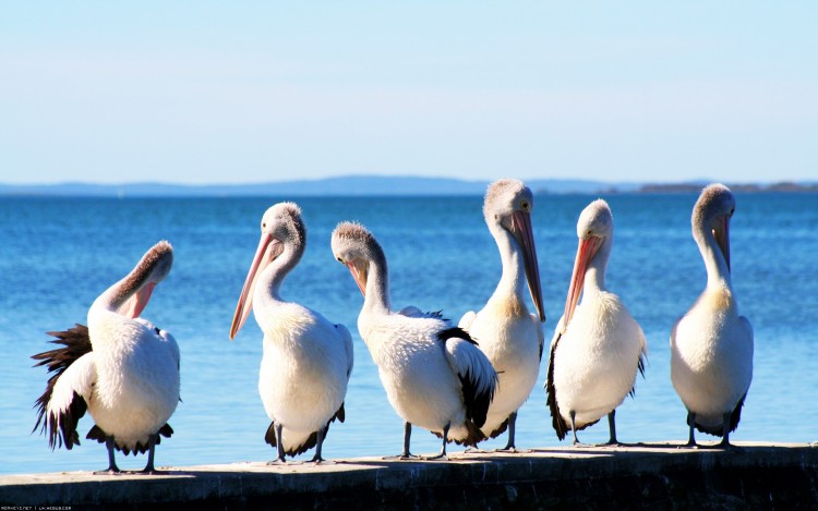 Wallpapers Animals Birds - Pelicans En rang !