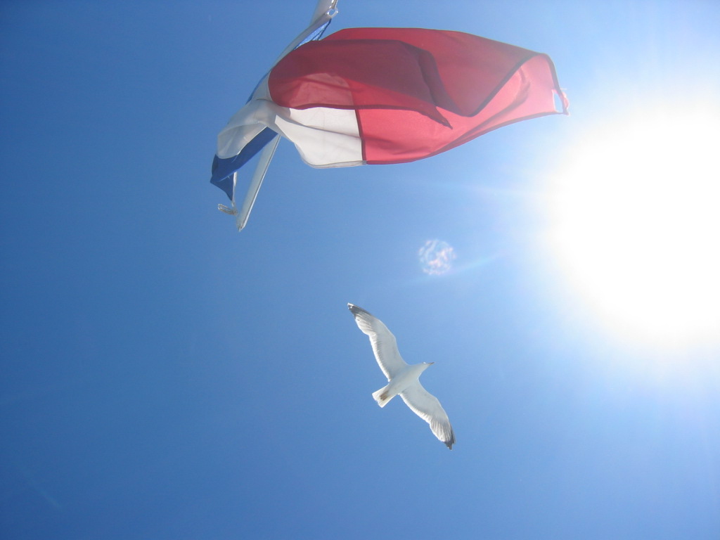 Fonds d'cran Animaux Oiseaux - Mouettes et Golands mouette rieuse