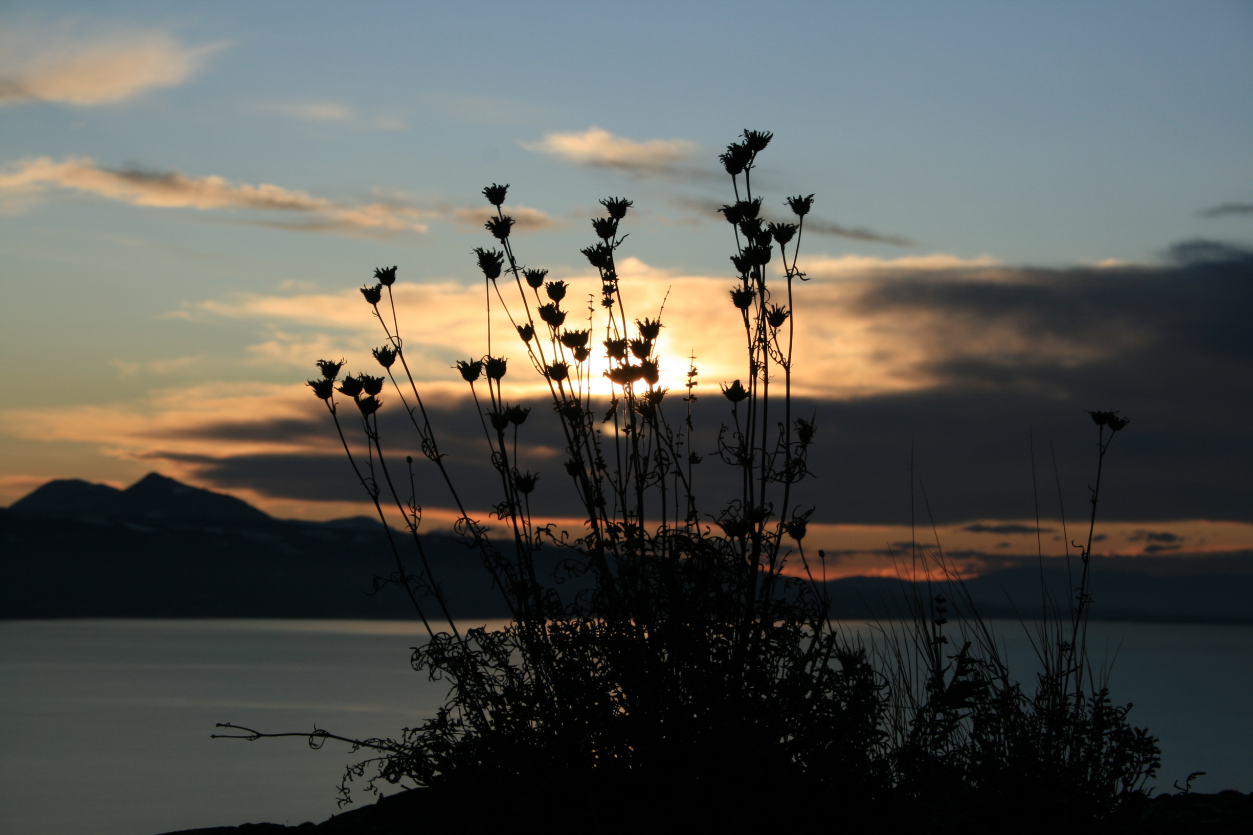 Fonds d'cran Nature Couchers et levers de Soleil fleurs au crépuscule