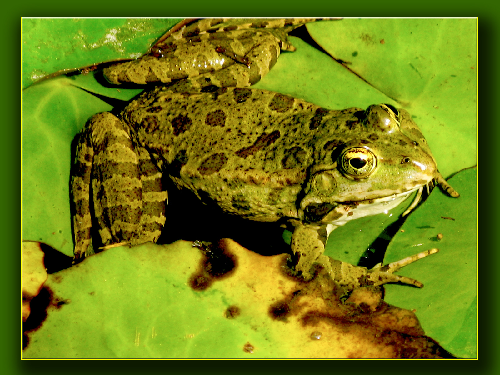 Wallpapers Animals Frogs - Toads 