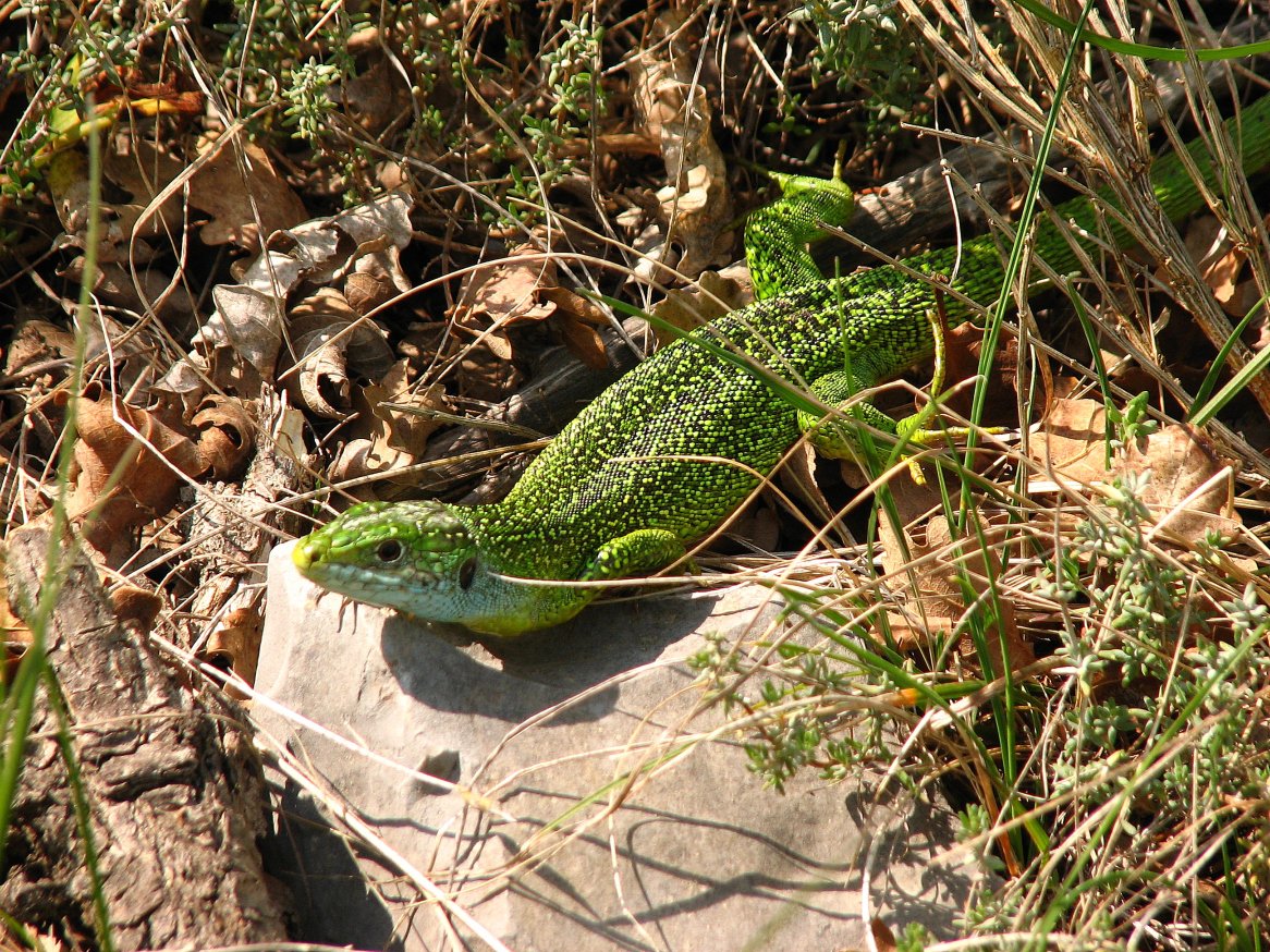 Fonds d'cran Animaux Lzards - Iguanes lezard vert