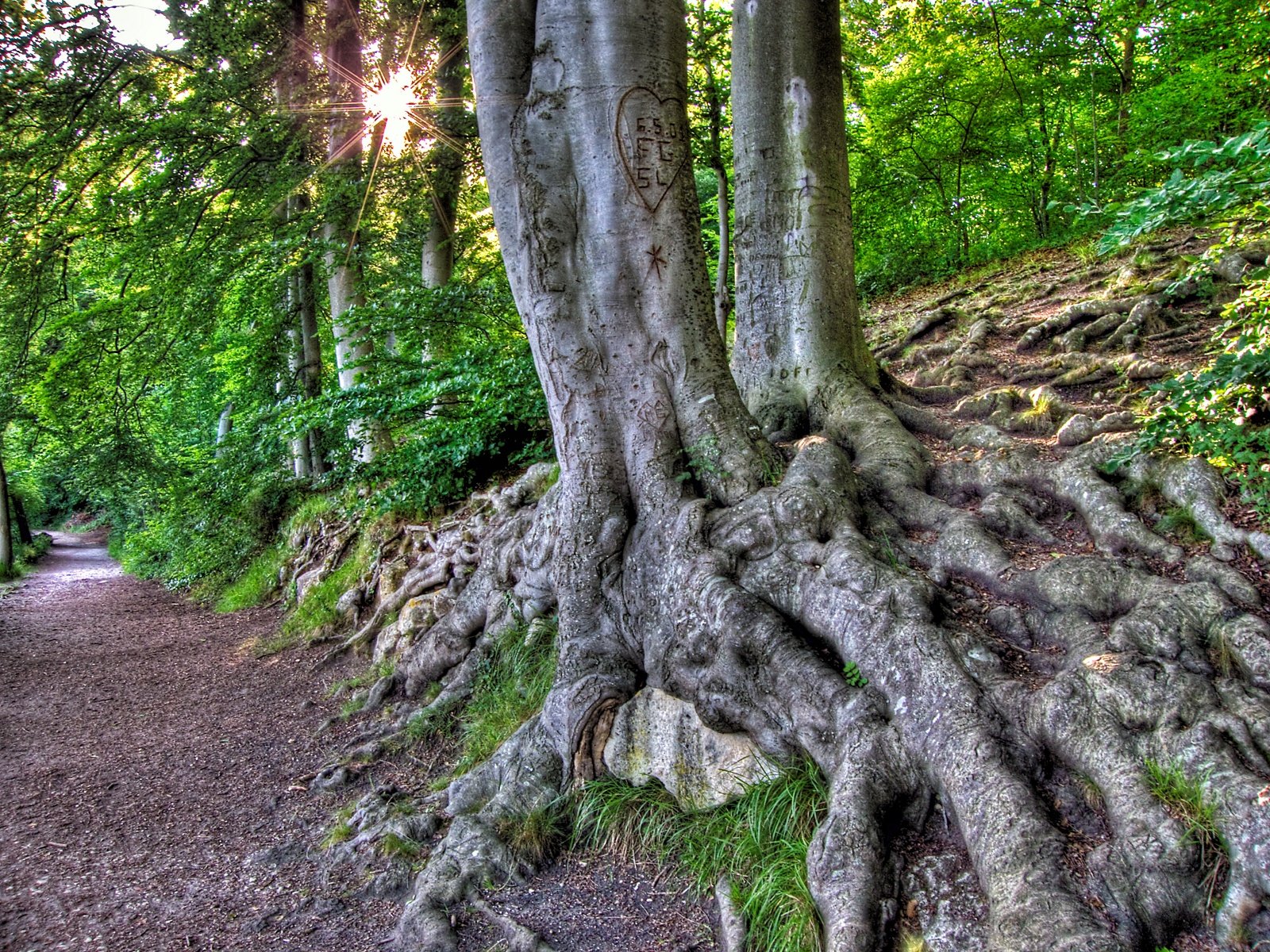 Wallpapers Nature Trees - Forests 