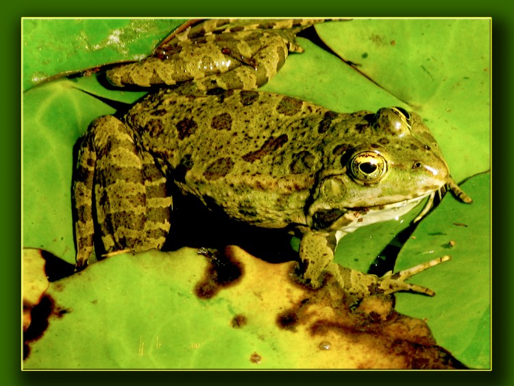 Wallpapers Animals Frogs - Toads Wallpaper N237786