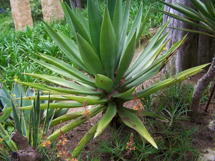 Fonds d'cran Nature Parcs - Jardins Agave