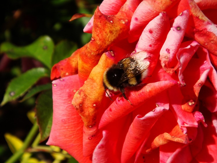 Fonds d'cran Animaux Insectes - Abeilles Gupes ... Early June