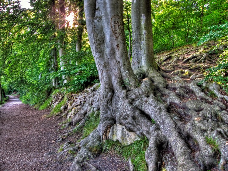 Fonds d'cran Nature Arbres - Forts Wallpaper N237803