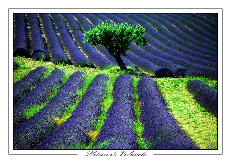 Fonds d'cran Nature Paysages Plateau de Valensole