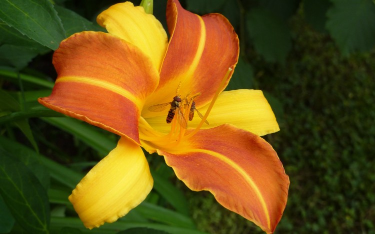 Fonds d'cran Nature Fleurs Fleur