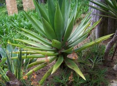 Fonds d'cran Nature Agave