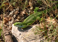 Fonds d'cran Animaux lezard vert