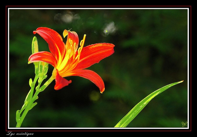 Fonds d'cran Nature Fleurs Lys asiatique