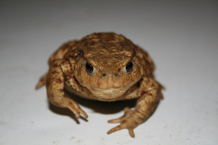 Fonds d'cran Animaux Grenouilles - Crapauds Crapaud brun