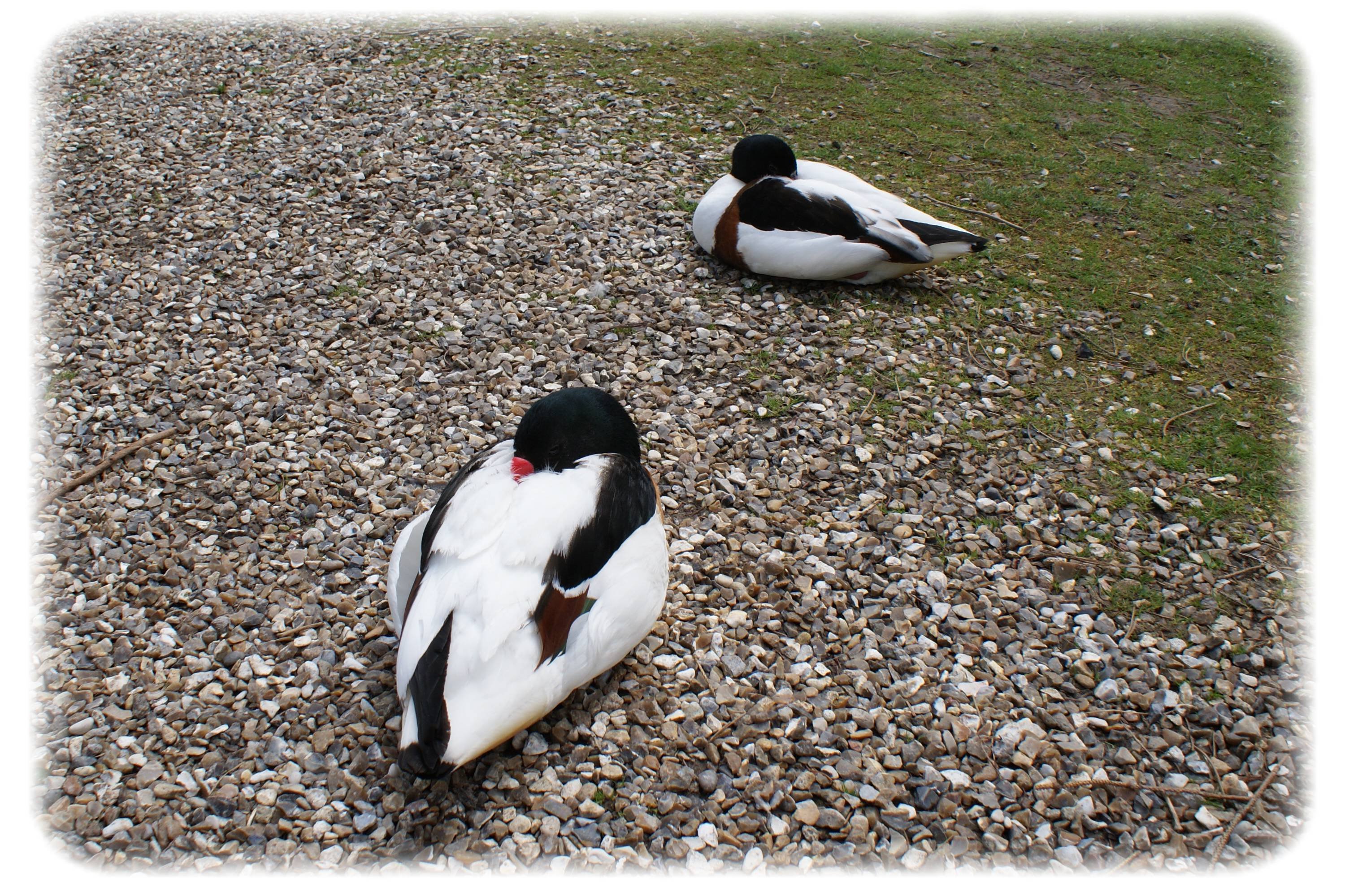 Wallpapers Animals Birds - Ducks 