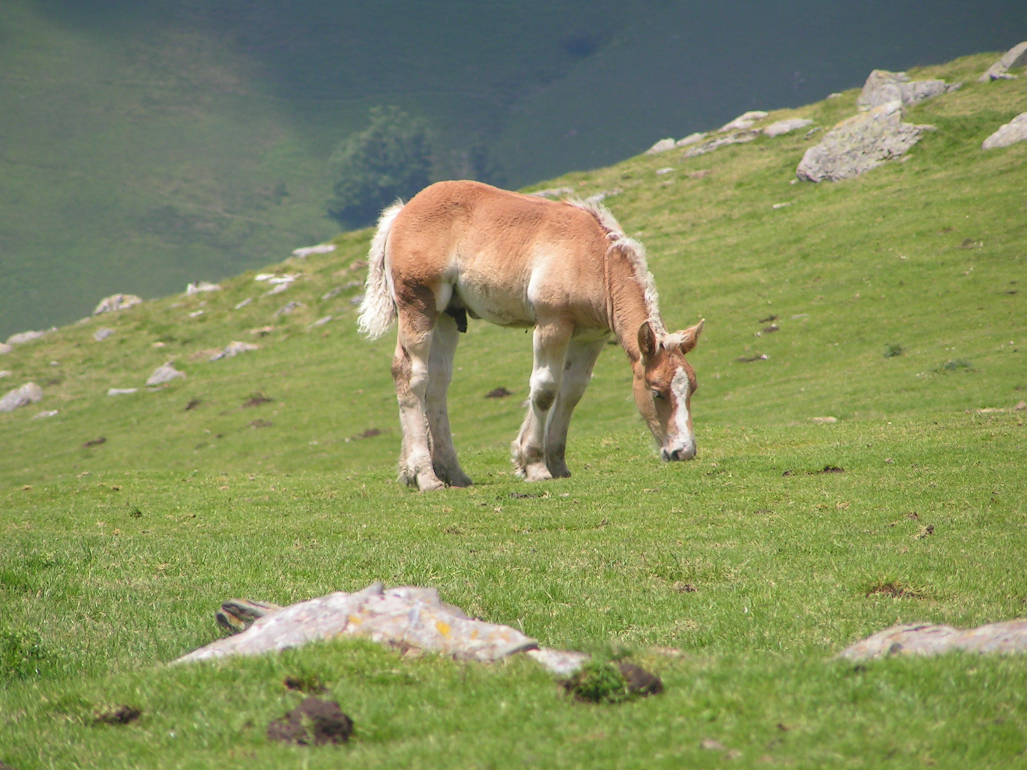 Fonds d'cran Animaux Chevaux poulain de trait