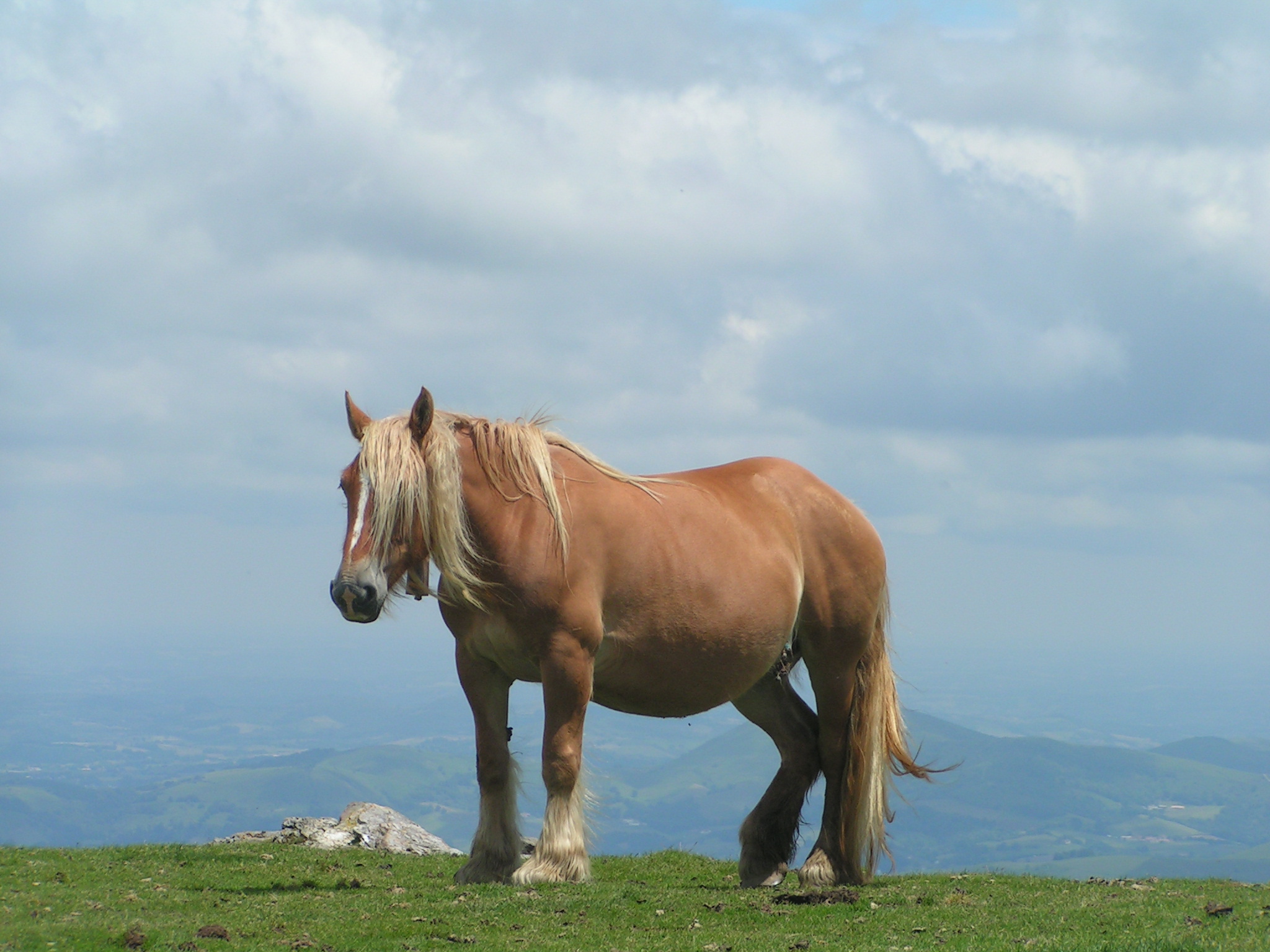 Wallpapers Animals Horses jument  de trait