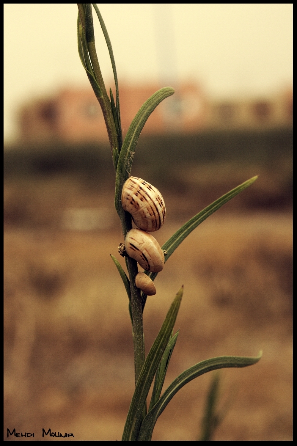 Fonds d'cran Animaux Escargots - Limaces 